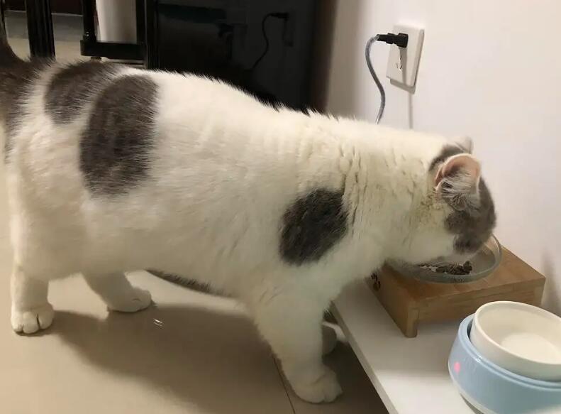 猫胀气和腹水手感区别在哪？快来get一下