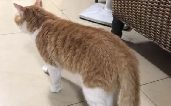 猫尾巴下垂摇摆代表什么？很简单~