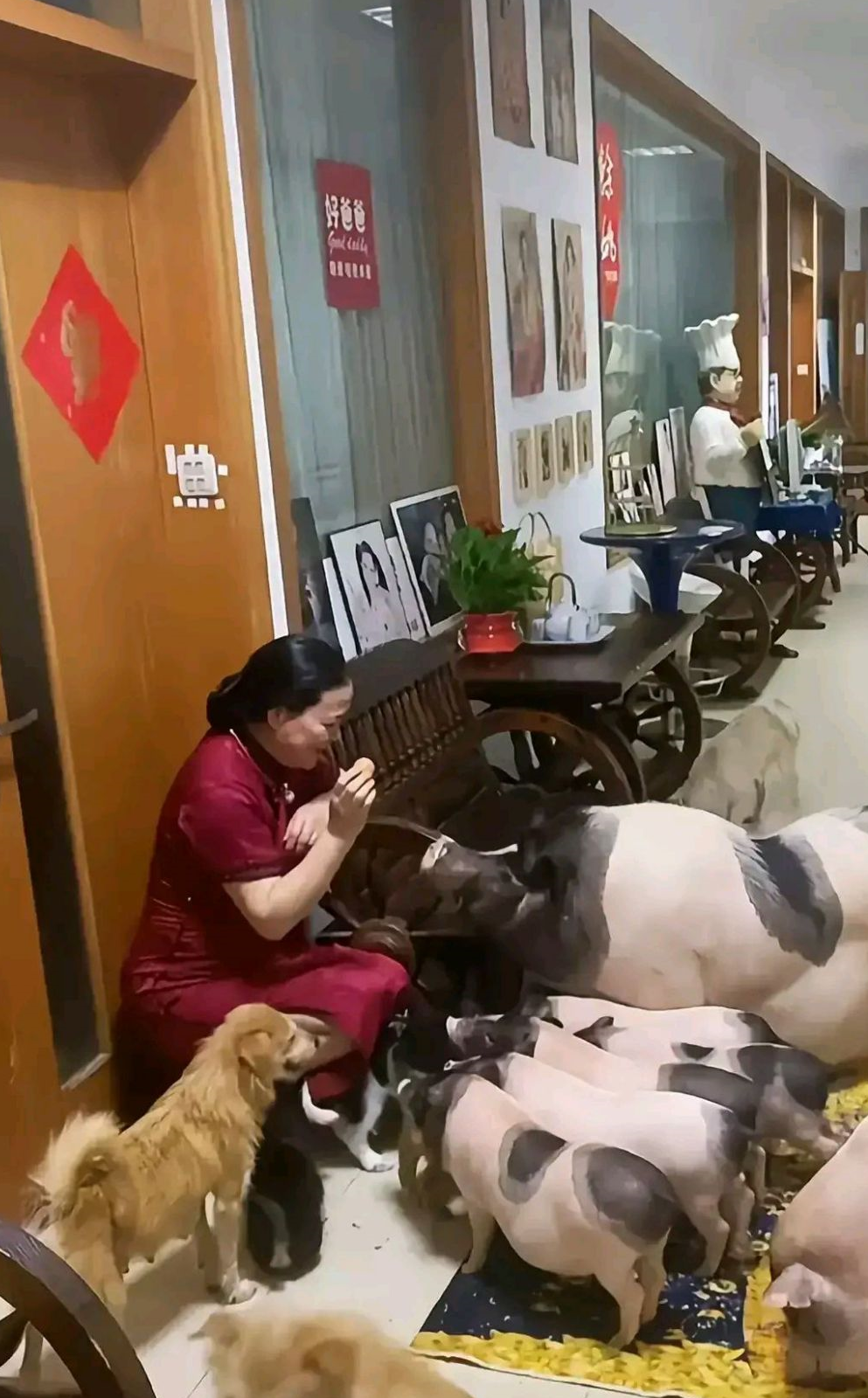 60岁大妈在家养了10头小猪当宠物，网友好羡慕，小猪一定很幸福 