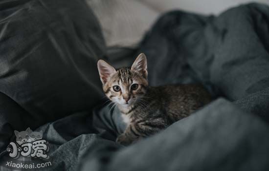 猫的天性是什么 猫的天性你都知道吗