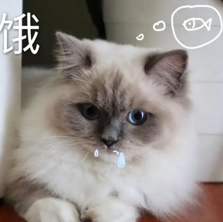 布偶猫吃“益生菌”有这些好处，你还不知道吗