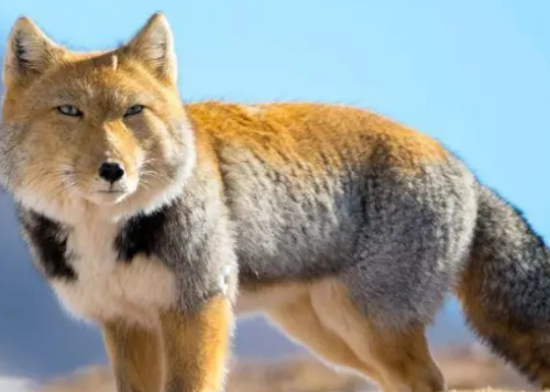 为啥藏狐被称为“颜值最低的狐狸”？看完照片我沉默了。。。