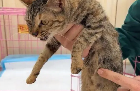 皮肤病、猫传腹，仅7个月大的猫咪如何坚持