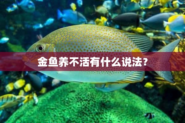 金鱼养不活有什么说法？