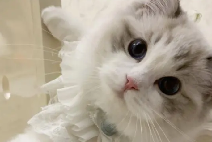 猫咪吃越贵的猫粮越好？别只盲目相信品牌