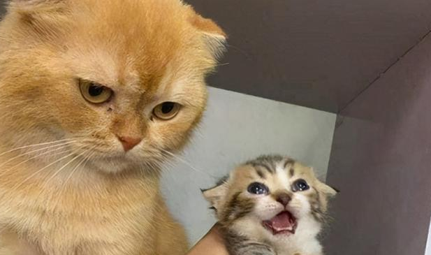 怎么判断母猫抛弃小猫？主要看这个