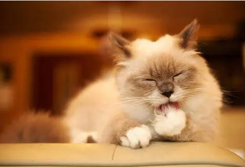 猫咪牙齿咬得咯咯响，是有什么原因！