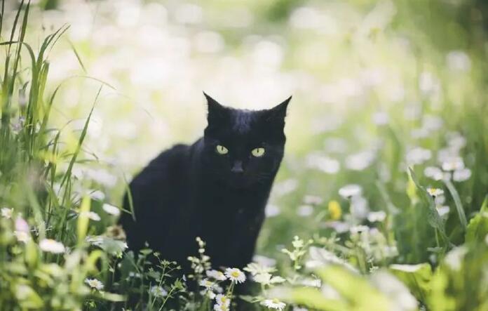 猫咪的毛色决定了它的性格，你知道吗？