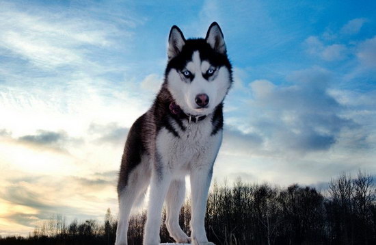 狗狗几个月算成犬 狗狗几个月算成年犬1