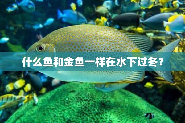 什么鱼和金鱼一样在水下过冬？