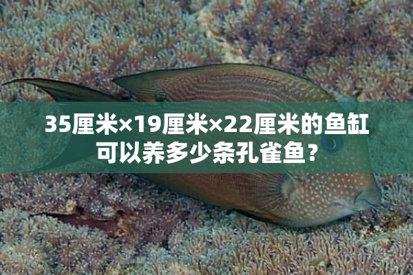 35厘米×19厘米×22厘米的鱼缸可以养多少条孔雀鱼？