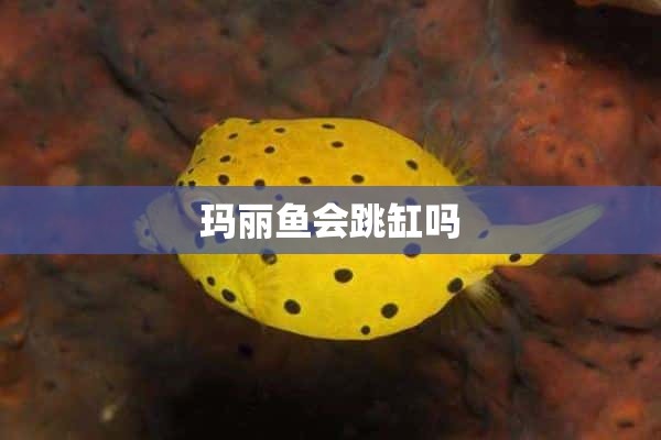 玛丽鱼会跳缸吗