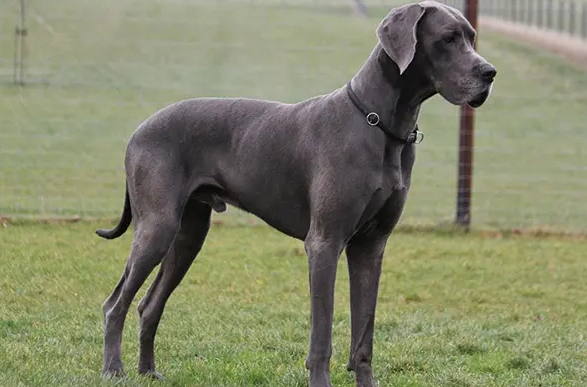 训练大丹犬坐立，你要掌握这些方法