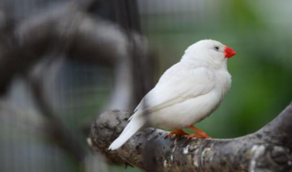 金山珍珠鸟吃什么？该怎么饲养呢？