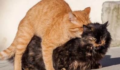 两只陌生猫配种要放笼子里吗 猫配种放笼子里好还是放外面？这一点非常重要。