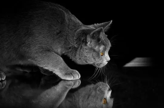 「绊运猫舍」猫干扰素最多能打几天