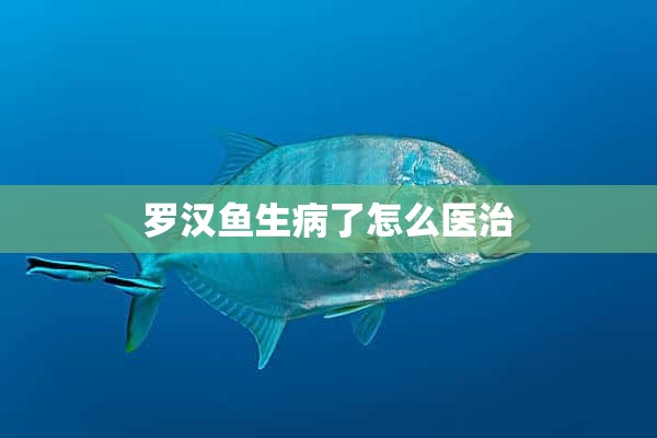 罗汉鱼生病了怎么医治