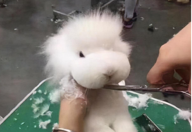 女子带兔子去修毛，剪到一半觉得哪里不对