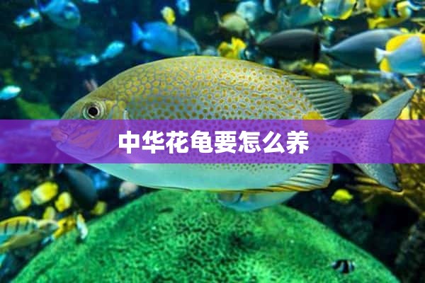 中华花龟要怎么养