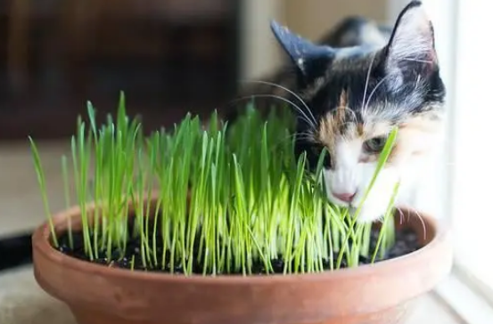 猫咪多久吃一次猫草？