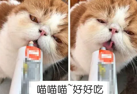 养宠知识：猫吃营养膏吃上瘾了，猫咪看见营养膏上瘾