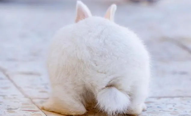 8年养兔经验必看，兔粮如何选择？