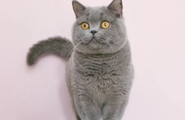 英短蓝猫为什么胡子变白？这篇文章有答案！