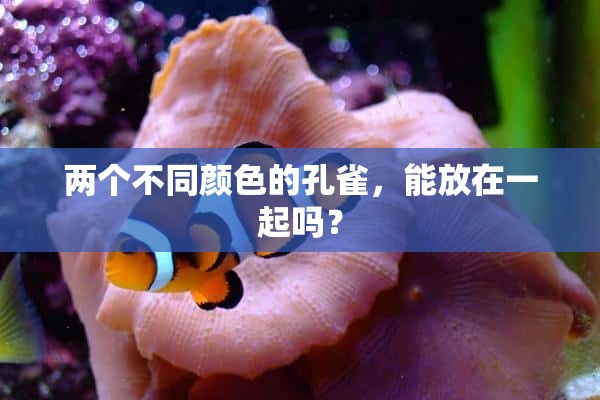 两个不同颜色的孔雀，能放在一起吗？