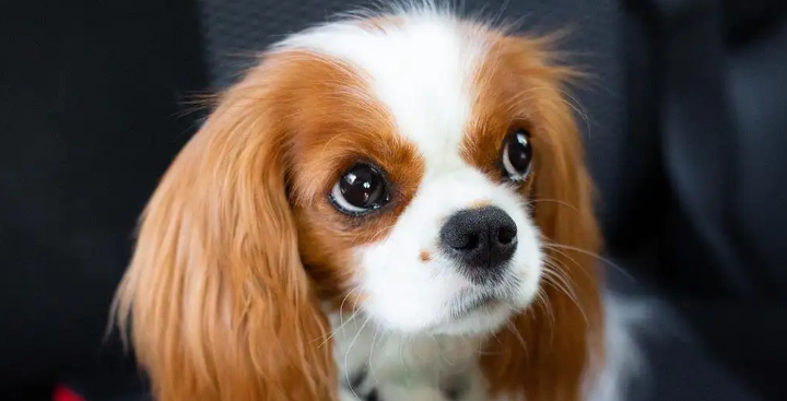 骑士查理王小猎犬的喂食禁忌！快马住~