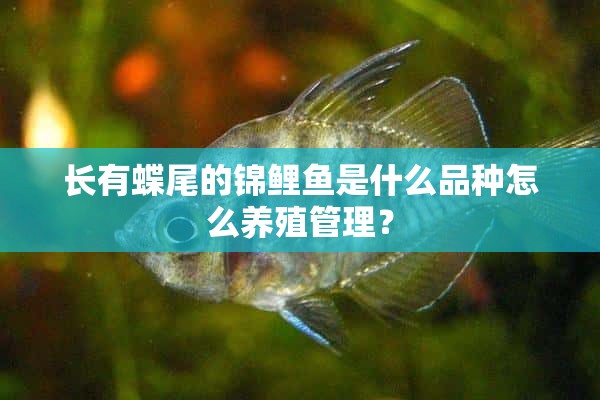 长有蝶尾的锦鲤鱼是什么品种怎么养殖管理？