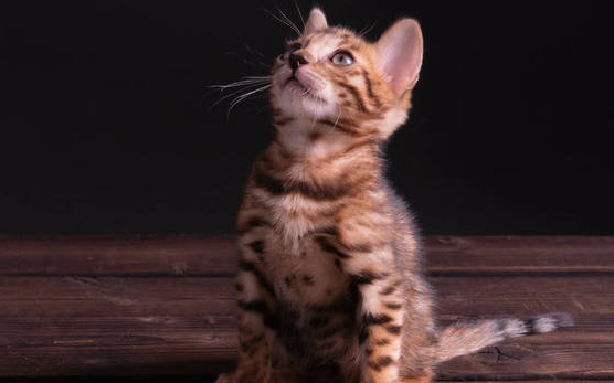 猫身上有黑色的颗粒，有人知道是咋回事吗？