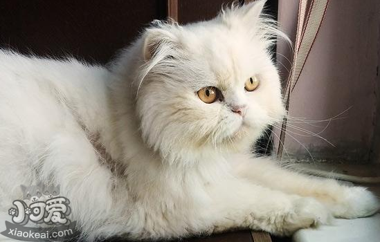 怎么延长猫的寿命 这四点非常简单