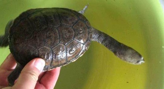 好奇？长颈龟是深水龟吗？