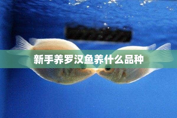 新手养罗汉鱼养什么品种