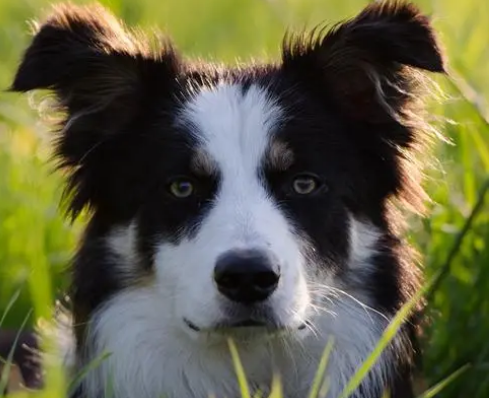 牧羊犬遇到一群笨羊，一言不合就和狗狗打了起来，气死狗了！ 