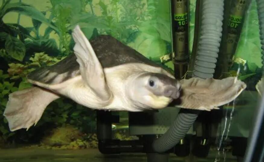 水族箱适合养什么龟？看完就知道了