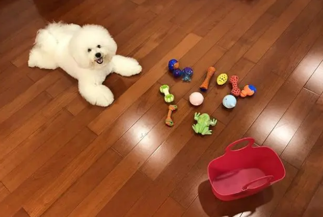 好的狗窝有什么条件？一起来看看