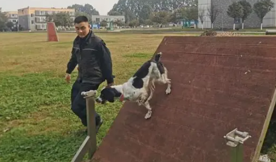 对狗狗比谈女朋友还上心？训导员和警犬的故事感动无数人