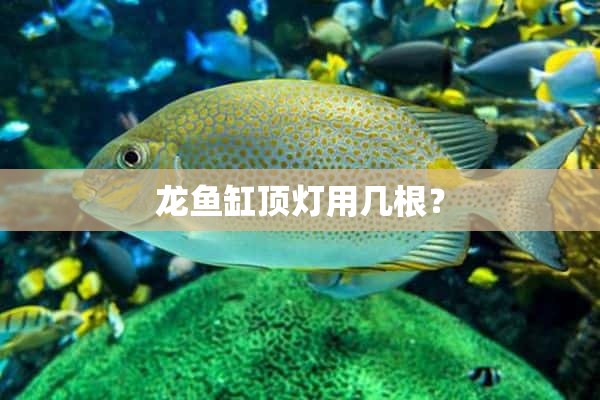 龙鱼缸顶灯用几根？