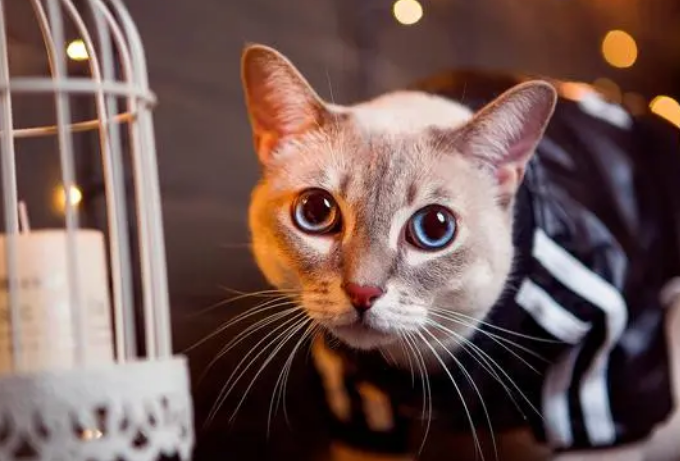 猫笔记：猫益生菌粉的作用与功效