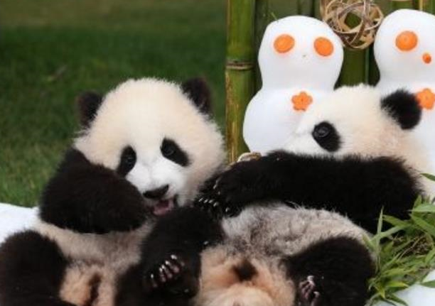 日本对熊猫的喜爱程度有多深？用“痴迷”两字媲美，四川人都害怕 
