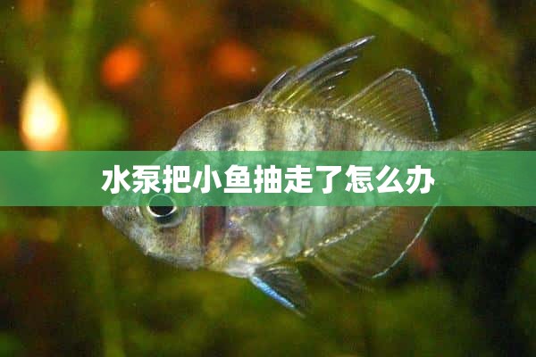 水泵把小鱼抽走了怎么办