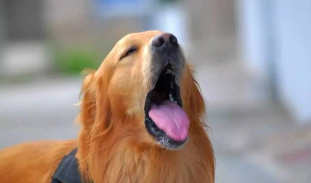 狗狗气管狭窄怎么办？看这里