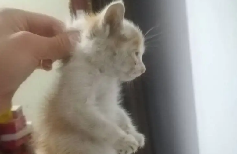 刚出生的小猫有跳蚤怎么办？三招有效除跳蚤！