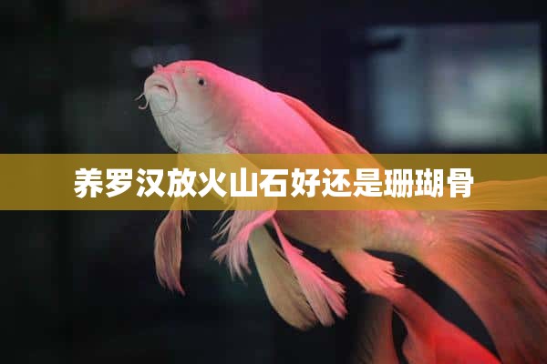 养罗汉放火山石好还是珊瑚骨