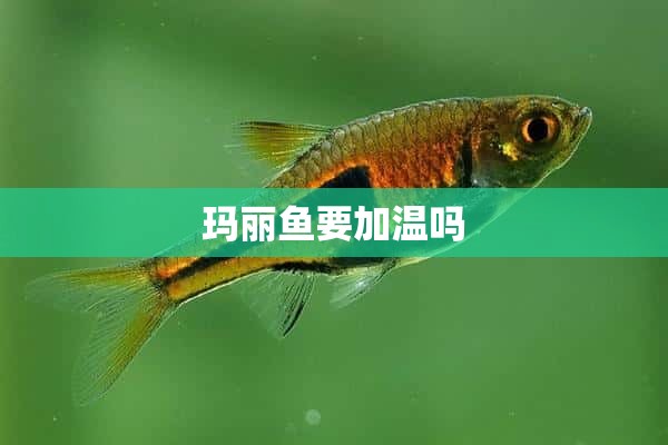 玛丽鱼要加温吗