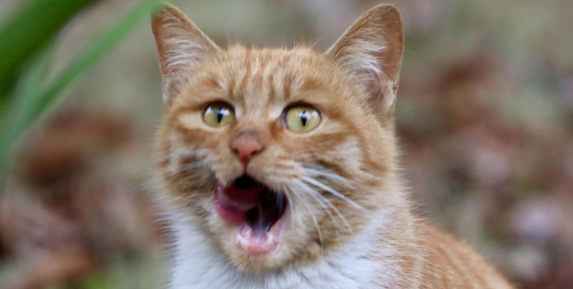猫口臭怎么办？治疗技巧如下