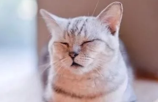 猫咪揣手手不止是卖萌，它的这些小心思你有读懂吗？