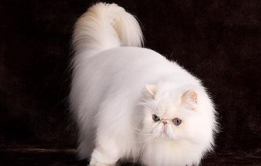 为什么波斯猫两个眼睛颜色不一样？答案其实很简单！