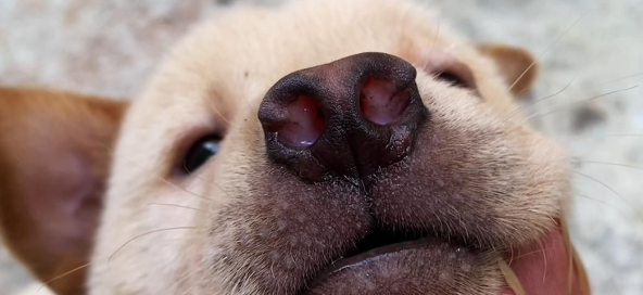 猎狗鼻子好坏怎么看？技巧在这里